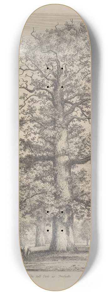 Jacob George Strutt - The Tall Oak at Fredville 8.25 inch art skate deck