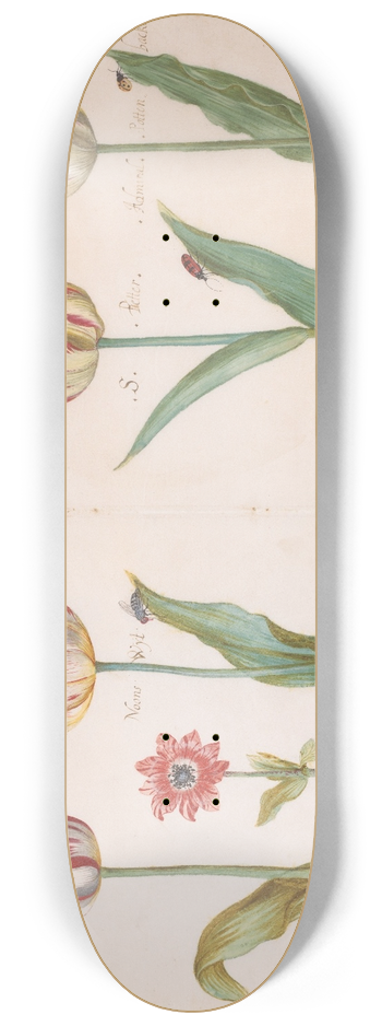 Jacob Marrel - Sheet from a Tulip Book 8.25 inch art skate deck