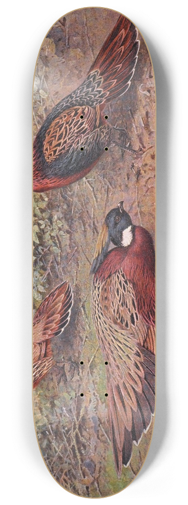 George Edward Lodge - Kashmir Koklass Pheasant, Western Koklass Pheasant, Nepal Koklass Pheasant 8.25 inch art skate deck