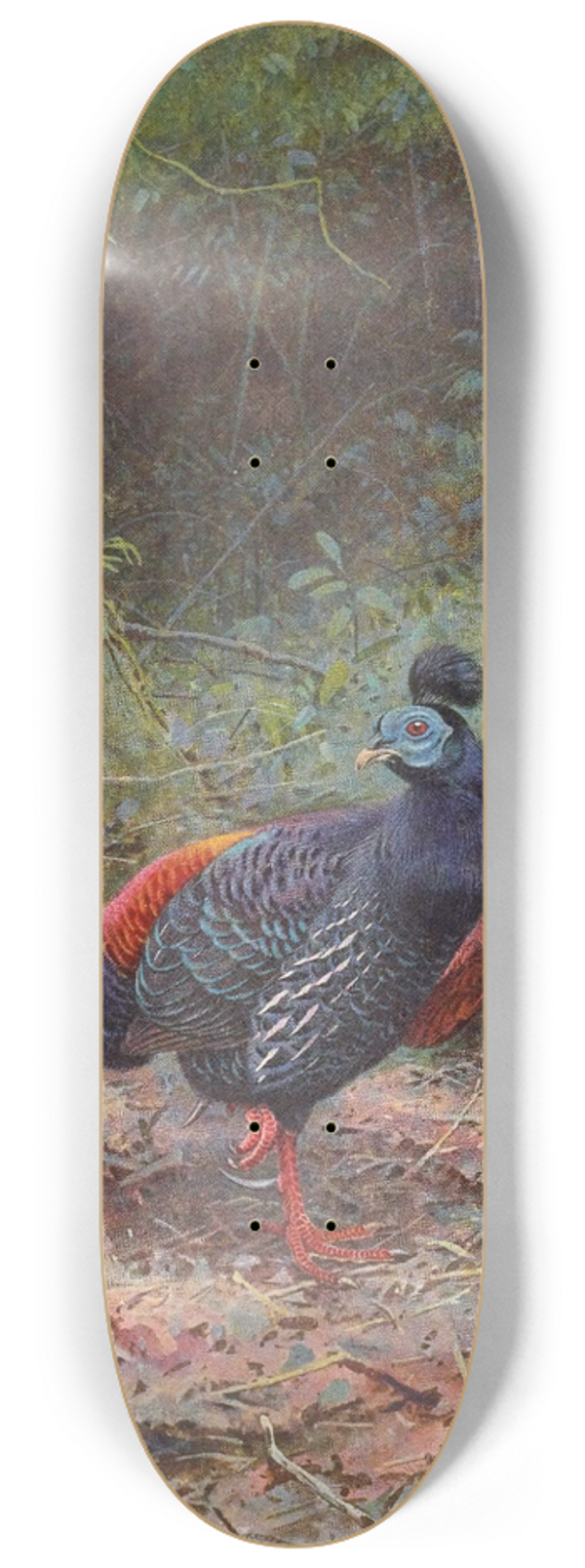 George Edward Lodge - Malayan Crested Fireback 8.25 inch art skate deck