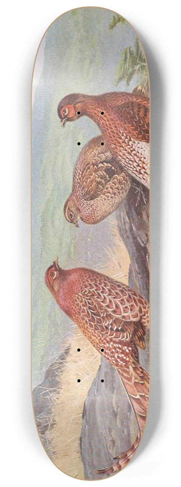 George Edward Lodge - Scintillating Copper Pheasant, Ijimas Copper Pheasant 8.25 inch art skate deck