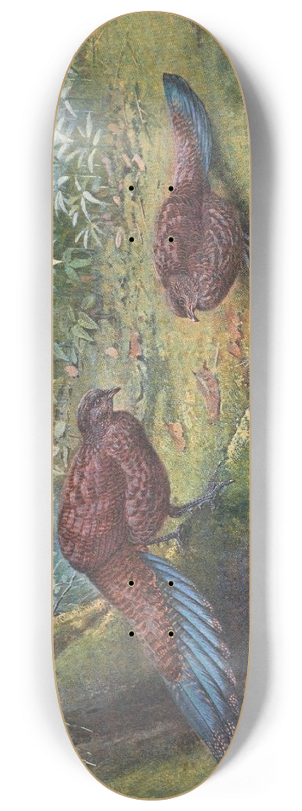 George Edward Lodge - Sumatra Bronze-Tailed Peacock Pheasant 8.25 inch art skate deck
