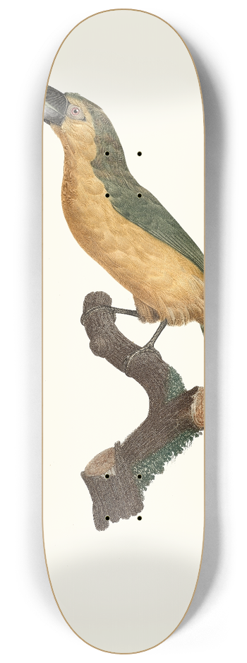 Jacques Barraband - LAracari baillon. 8.25 inch art skate deck