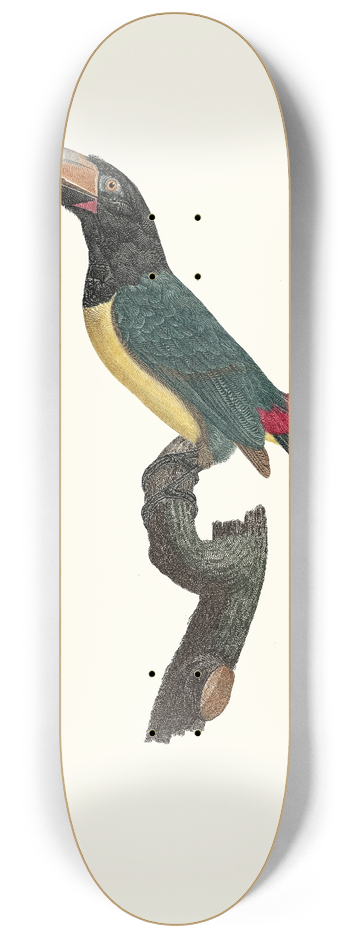 Jacques Barraband - LAracari verd mle. 8.25 inch art skate deck