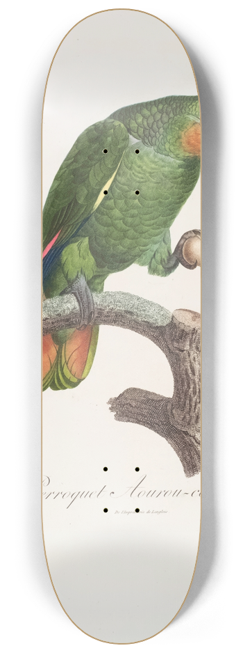 Jacques Barraband - Le Perroquet Aourou Cauraou 8.25 inch art skate deck