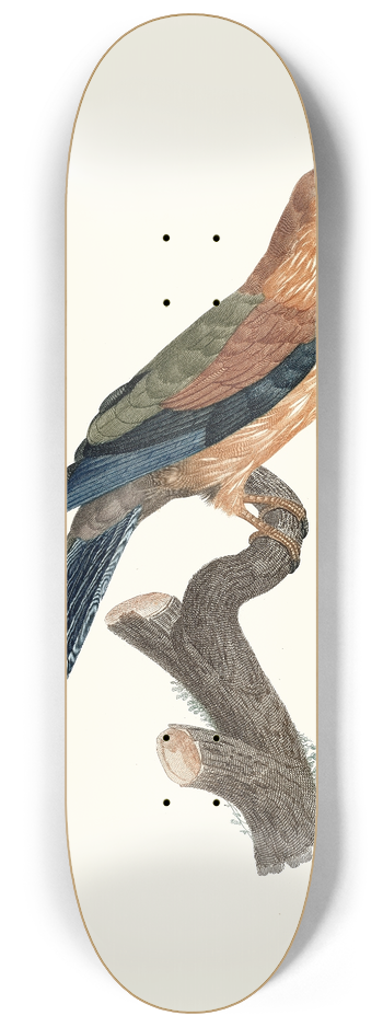 Jacques Barraband - Le Rollier, vari dAfrique, jeune ge. 8.25 inch art skate deck