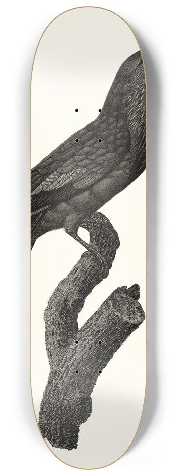 Jacques Barraband - Le Rollier vari des Moluques. 8.25 inch art skate deck