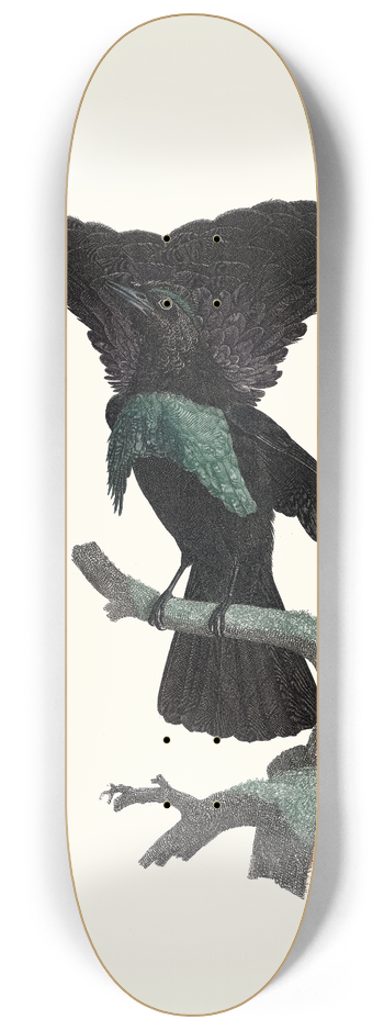 Jacques Barraband - Le Superbe dans ltat du repos. 8.25 inch art skate deck