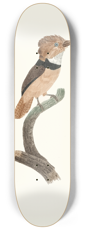 Jacques Barraband - Le Tamatia  collier noir. 8.25 inch art skate deck