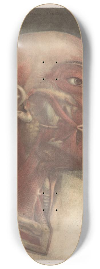 Jacques Fabien Gautier d'Agoty - Male head with muscles visible 8.25 inch art skate deck