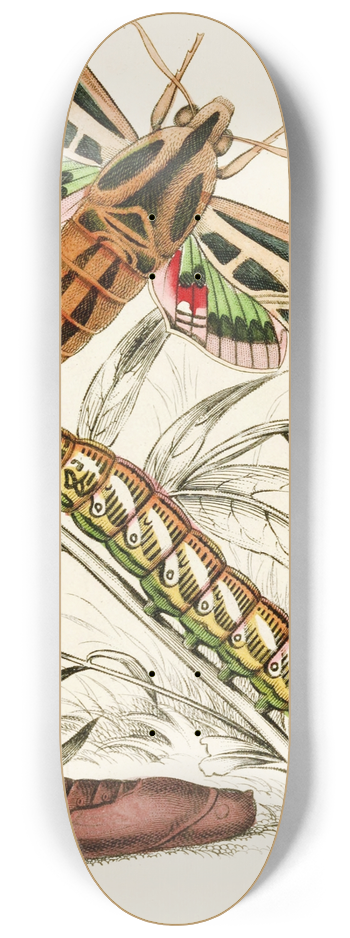 James Duncan - Philampelus vitis 8.25 inch art skate deck