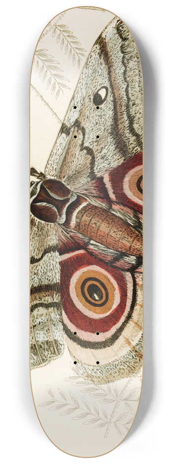 James Duncan - Saturnia Isis 8.25 inch art skate deck
