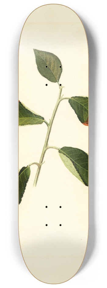 James Marion Shull - Prunus domestica 8.25 inch art skate deck