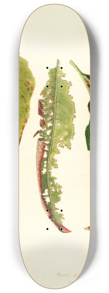 James Marion Shull - Prunus persica 8.25 inch art skate deck
