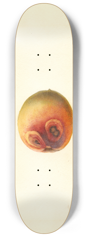 James Marion Shull - Prunus persica: Elberta 8.25 inch art skate deck