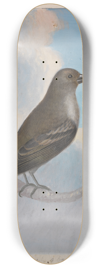 James Sowerby - A Bird 8.25 inch art skate deck