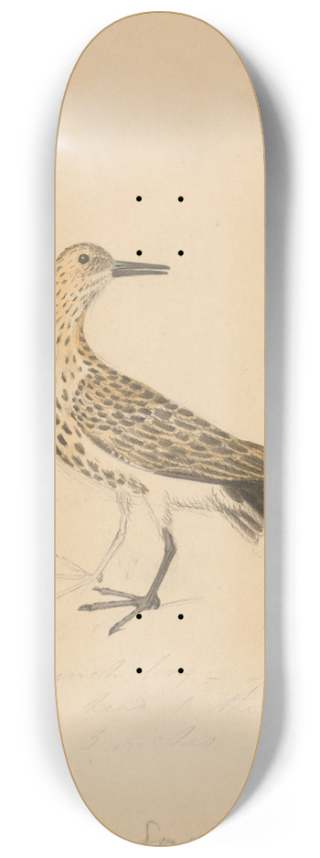 James Sowerby - A Bird 8.25 inch art skate deck