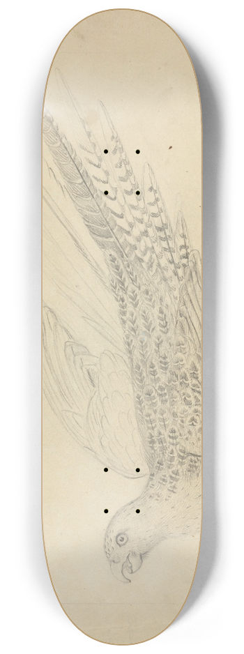 James Sowerby - A Parrot 2 8.25 inch art skate deck