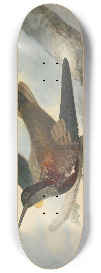 James Sowerby - Bird of Paradise 8.25 inch art skate deck