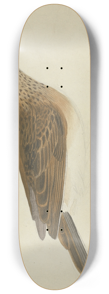 James Sowerby - Eurasian skylark 8.25 inch art skate deck