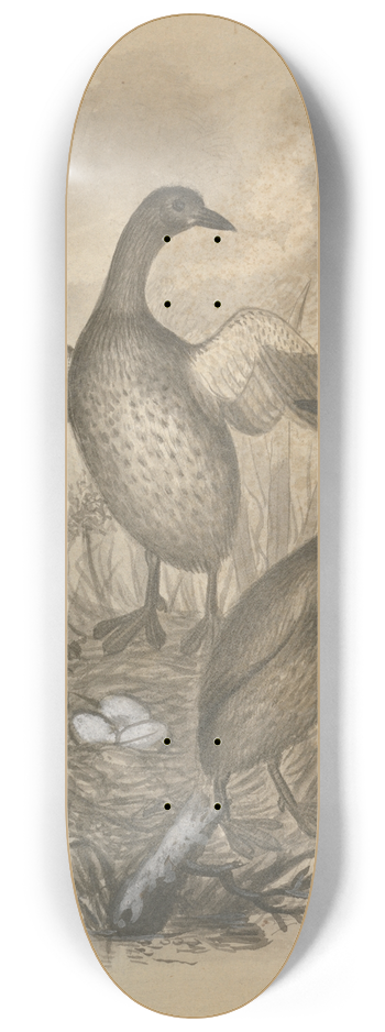 James Sowerby - Grebes 8.25 inch art skate deck