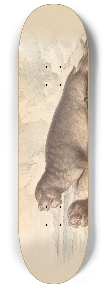 James Stewart - Female Elephant Seal 8.25 inch art skate deck
