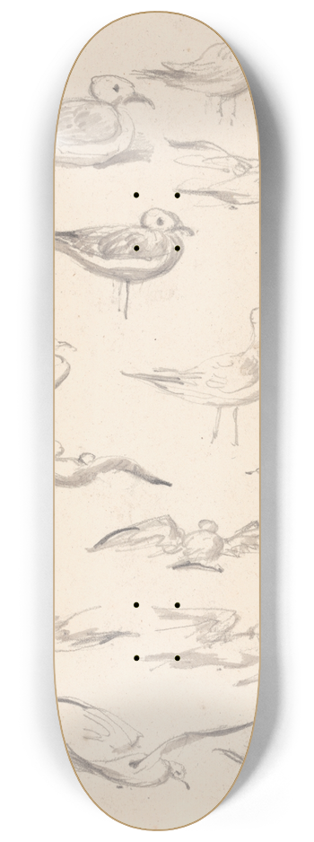 James Ward - Studies of Gulls 8.25 inch art skate deck