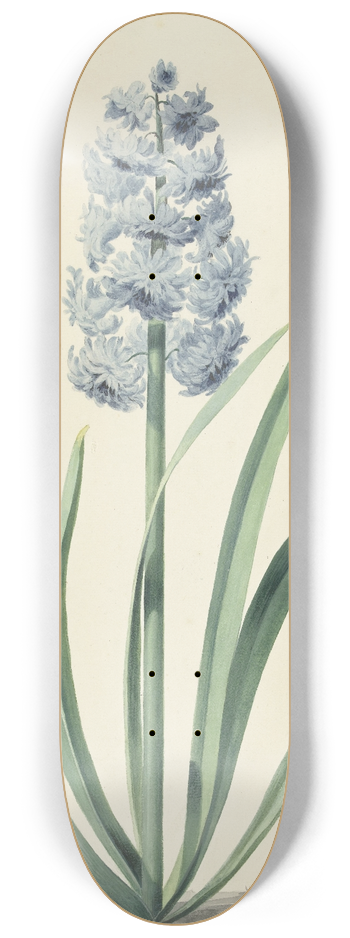Jan Augustini - De blauwe hyacint Franciscus Primus 8.25 inch art skate deck