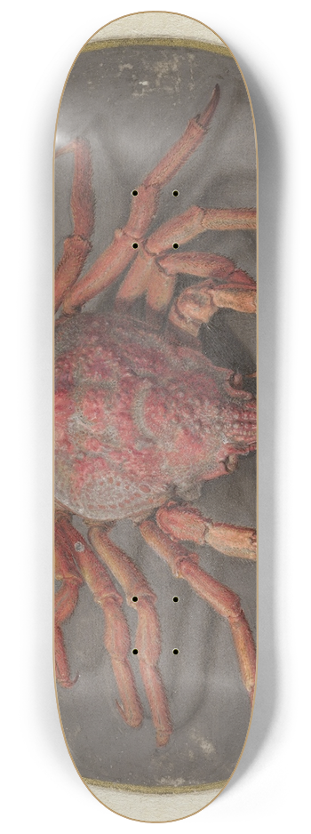 Jan Augustin van der Goes - Krab 8.25 inch art skate deck