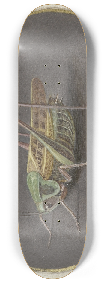 Jan Augustin van der Goes - Sprinkhaan 8.25 inch art skate deck