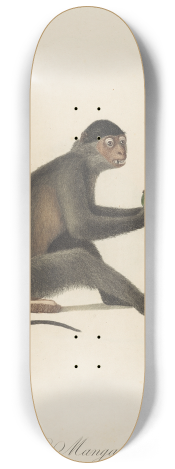 Jean-Baptiste Audebert - Le Mangabey 8.25 inch art skate deck