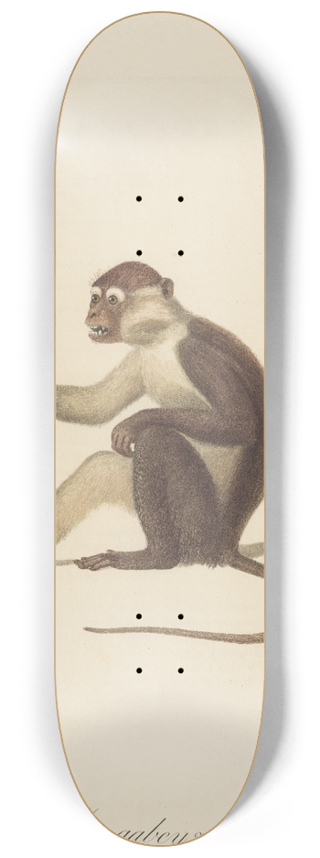 Jean-Baptiste Audebert - Le Mangabey varit a 8.25 inch art skate deck