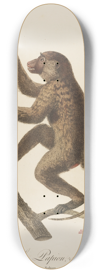 Jean-Baptiste Audebert - Le Papion, varit A 8.25 inch art skate deck