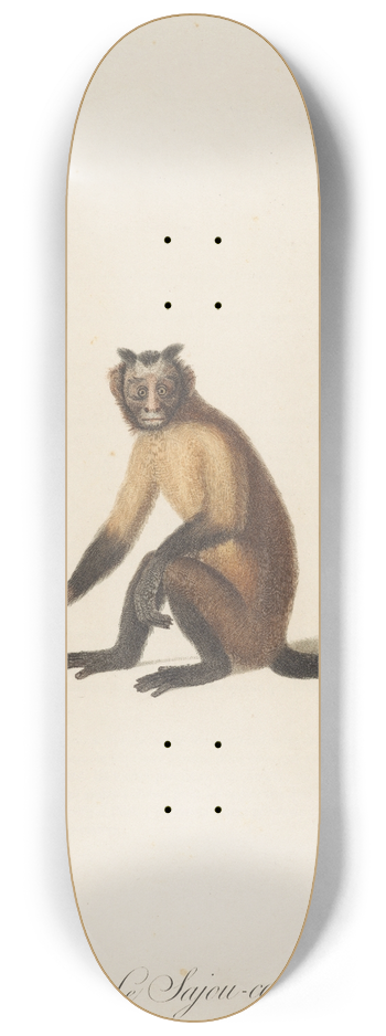 Jean-Baptiste Audebert - Le Sajou cornu 8.25 inch art skate deck