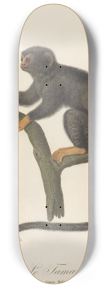 Jean-Baptiste Audebert - Le Tamarin 8.25 inch art skate deck