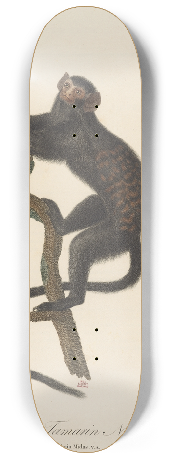 Jean-Baptiste Audebert - Le Tamarin Negre 8.25 inch art skate deck