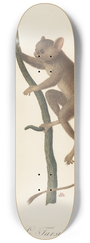 Jean-Baptiste Audebert - Le Tarsier 8.25 inch art skate deck