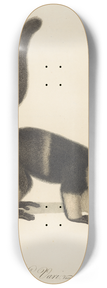 Jean-Baptiste Audebert - Le Vari varit a 8.25 inch art skate deck