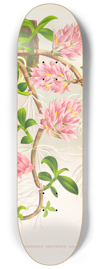 Jean Jules Linden - Dendrobium bracteosum 8.25 inch art skate deck
