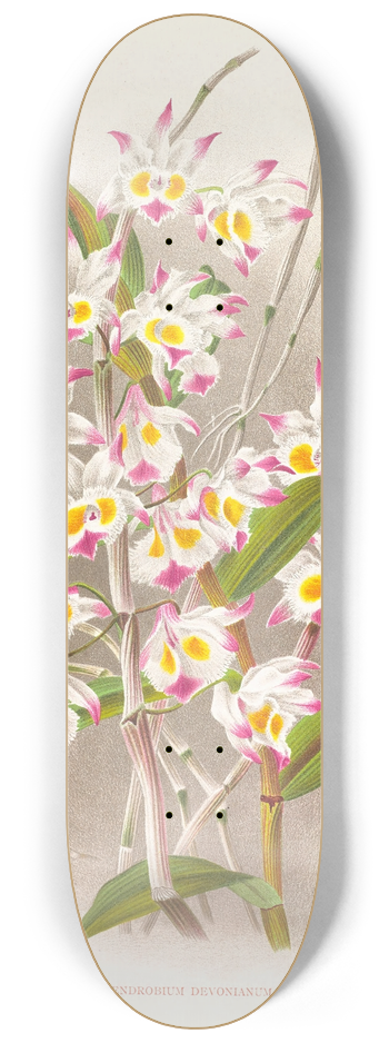 Jean Jules Linden - Dendrobium devonianum 8.25 inch art skate deck
