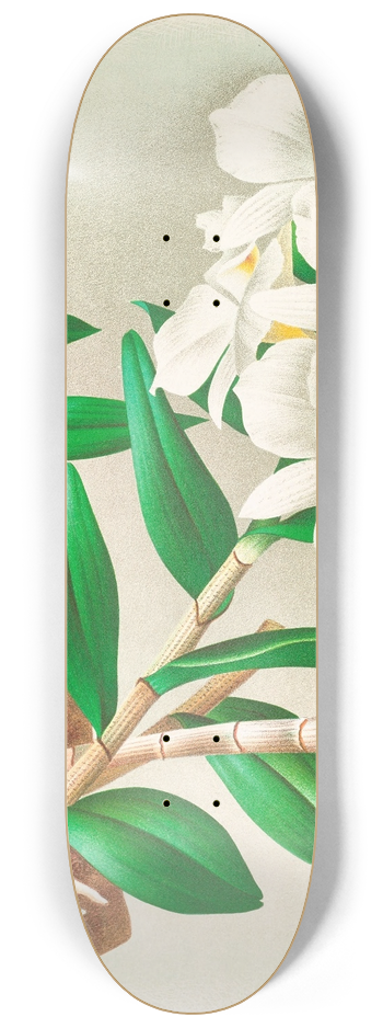 Jean Jules Linden - Dendrobium infundibulum 8.25 inch art skate deck