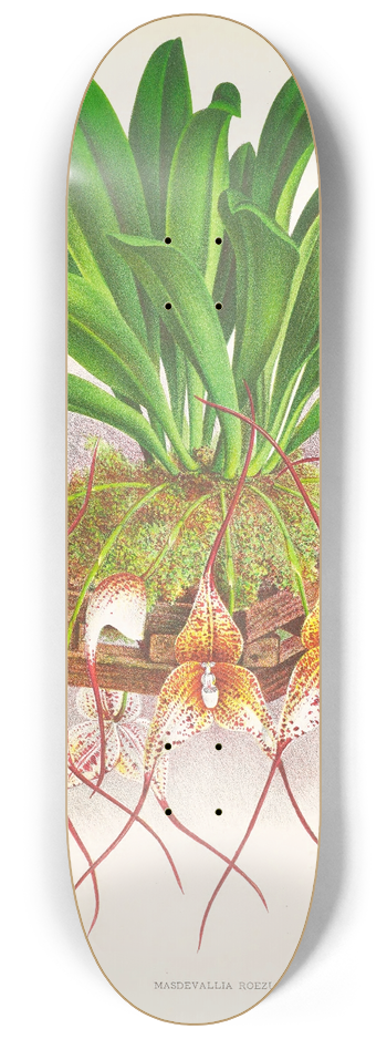 Jean Jules Linden - Masdevallia Roezli 8.25 inch art skate deck