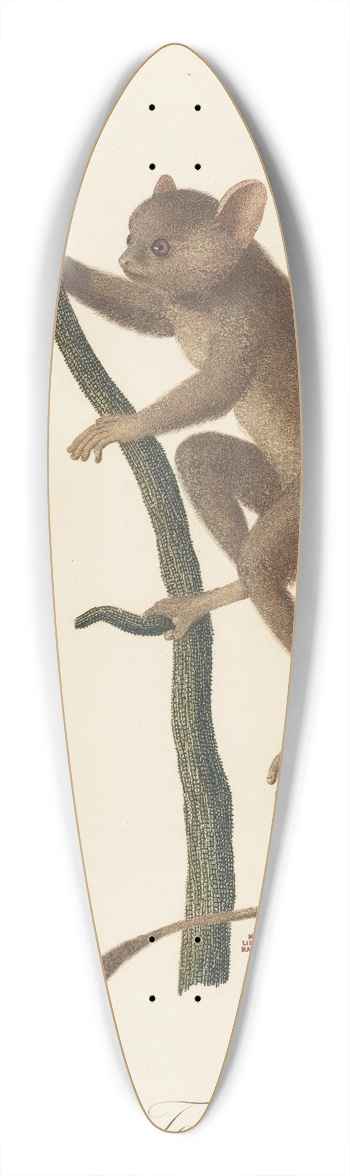 Jean-Baptiste Audebert - Le Tarsier 39.3 inch art pintail longboard deck