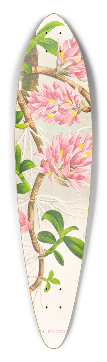 Jean Jules Linden - Dendrobium bracteosum 39.3 inch art pintail longboard deck