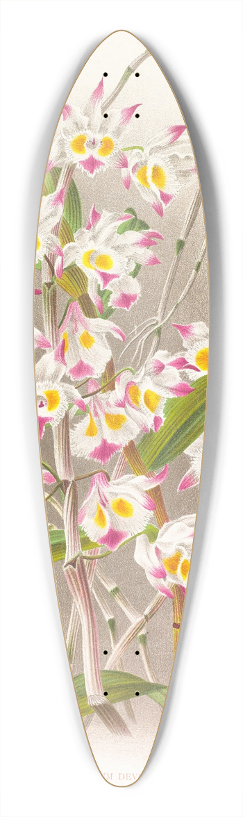 Jean Jules Linden - Dendrobium devonianum 39.3 inch art pintail longboard deck
