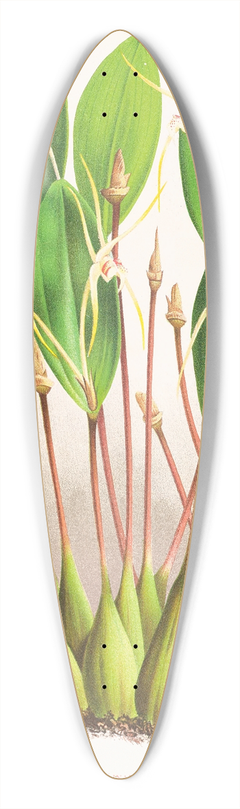 Jean Jules Linden - Dendrobium Inauditum 39.3 inch art pintail longboard deck