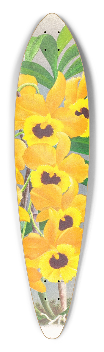 Jean Jules Linden - Dendrobium paxtoni 39.3 inch art pintail longboard deck