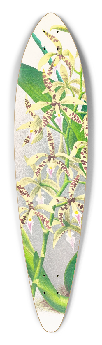 Jean Jules Linden - Epidendrum prismatocarpum 39.3 inch art pintail longboard deck