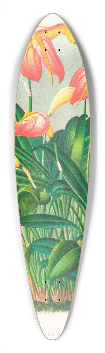 Jean Jules Linden - Masdevallia ignea 39.3 inch art pintail longboard deck