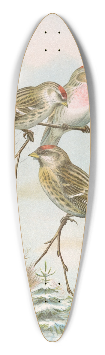 Johann Friedrich Naumann - Acanthis linaria 39.3 inch art pintail longboard deck
